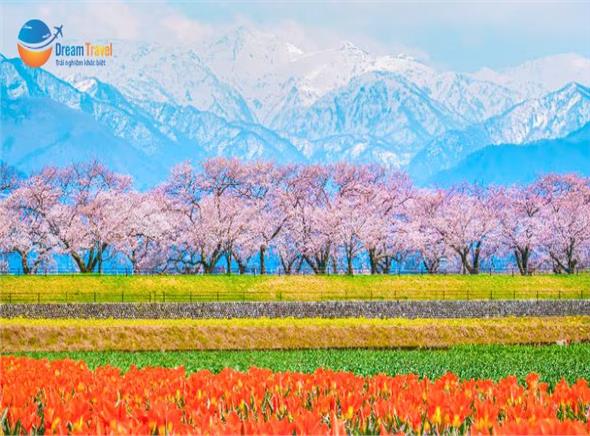 [HCM] Tour Nhật Bản Thiết Kế Đặc Biệt 7N6Đ: Bộ Tứ Mùa Xuân